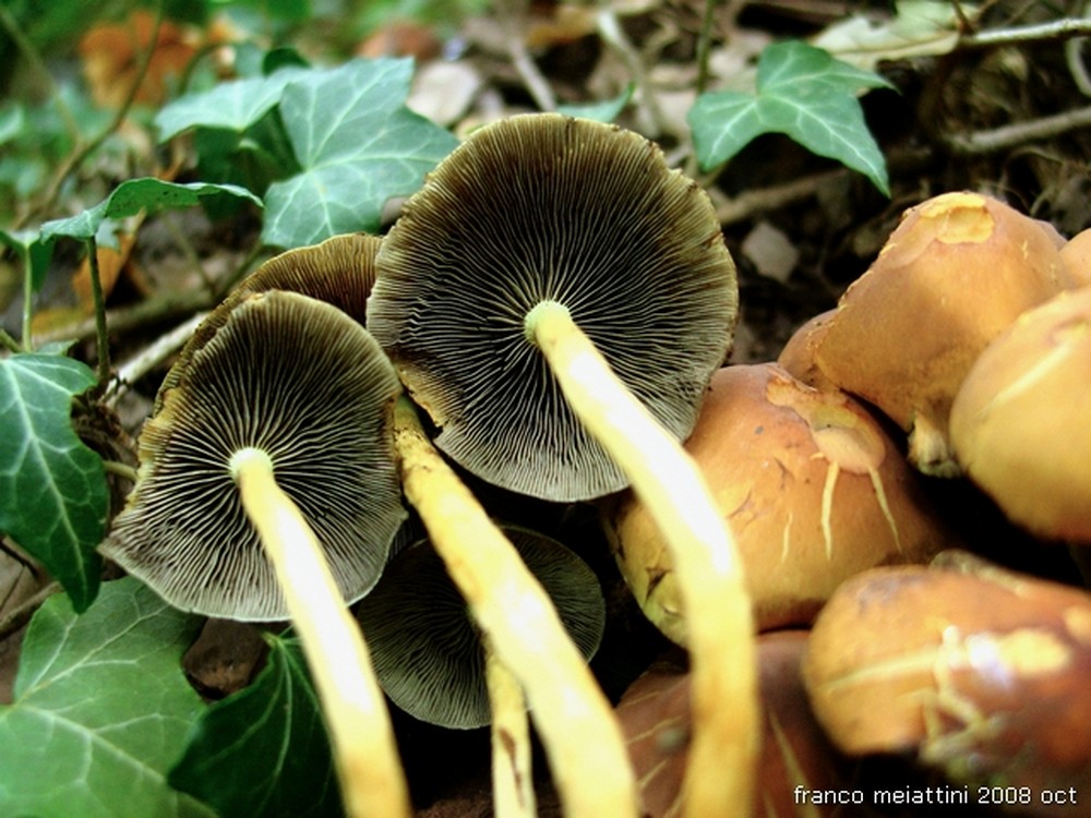 Nel secco bosco di leccio